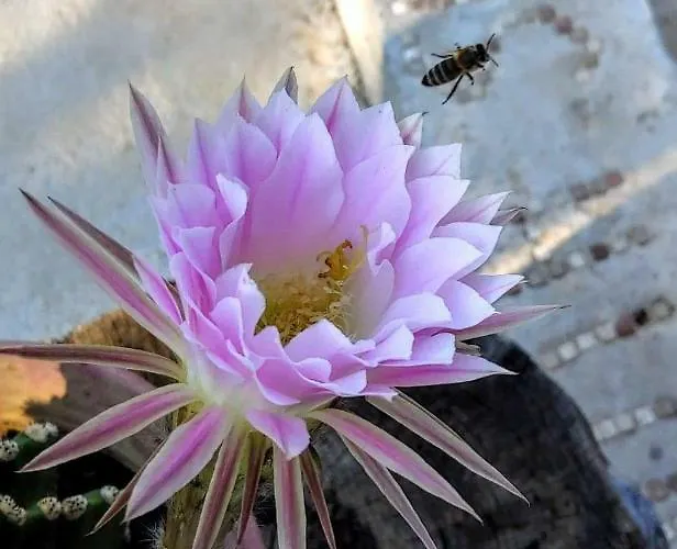 South Side Athánion